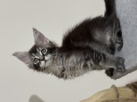 Maine Coon Güzel Kızımız