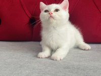 3 aylık dişi ve erkek british shorthair yavru