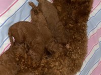Yetişkin dişi poodle