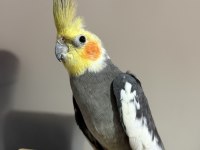 Erkek 8 Aylık Sultan Papağanı