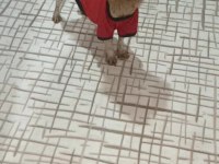 Toy Poodle 3 Yaşına Girecek