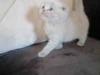 Scottish fold yavru kedimiz antalya