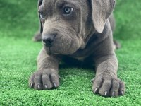 Cane corso dişi köpeğimiz