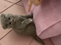 Acil sahiplendirilecek scottish fold eskişehir