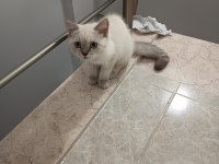 3 Aylık Yavrum Mama Ve Tuvalet Eğitimi Tamam Kedimiz