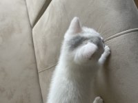 Bembeyaz iki aylık erkek british shorthair yavrumuz