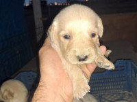 Dişi erkek golden retriever