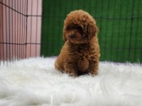 Toy poodle ailemize katılmak istemez misiniz