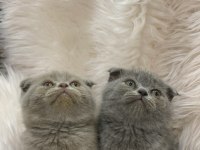 Güzel scottish fold yavrular yeni yuvalarını arıyor