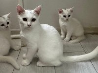 BRİTİSH VE VAN KEDİSİ MELEZ