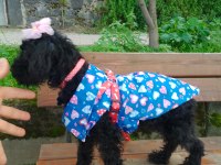 Toy poodle