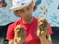Maltipoo bebek yüzlü yavrular