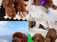 Red brown dişi toy poodle