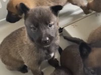 Belçika Malinois yavruları