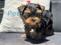 Petmode Köpek Çiftliğinden Tea Cup Yorkshire 