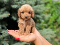 Ben maltipoo chek benimle tanışmadın mı hala