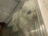 Uygun fiyata verilecek köpeğimiz