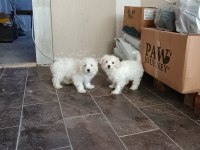 3 Aylık Maltese Pamuklar