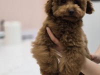 Teddy Face Red Toy Poodle