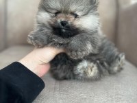 Orjinal ayı suratlı pomeranian yavruları