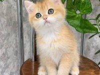 Teslime hazır golden british shorthair