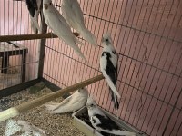 Albino ve wifi pied sultan papağanı