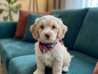 Maltipoo Yavrularımız