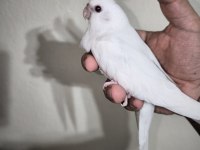 Sultan yavruları 2 aylik albino
