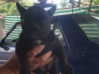 2 aylık dişi french bulldog