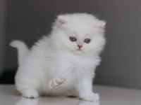 British longhair yavrularımız