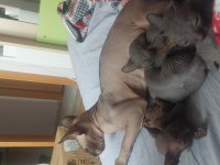 5 adet sphynx kedimiz sahiplendirilecektir