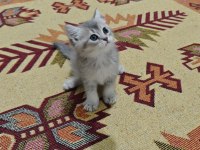 A kalite british shorthair blue golden