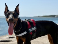 7.5 aylık doberman kızımız
