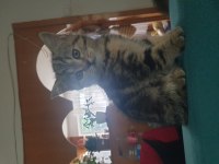Yavrular yeni sahiplerini bekliyor scottish fold