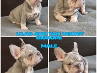 TÜRKİYE DE TEK VELVET BİGROPE FRENCH BULLDOG YAVRULAR