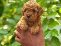TOY POODLE YAVRULARI