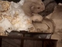 Ücretsiz gonzales hamsterlar