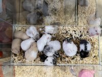 Yavru Hamster