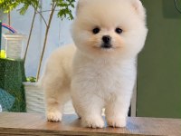 Safkan Pomeranian Bebekler