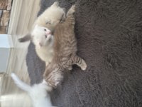 Safkan scottish fold kediler