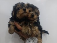 Yorkshire Terrier Bebeklerimiz 45 Günlük