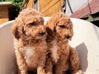 Dev gibi poodle yavrular