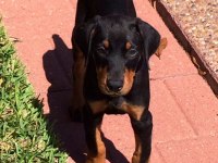 Sağlik Ve Irk Garantili İsteğe Özel Estetik Doberman
