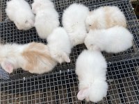 HOLLANDA LOP TAVŞANLAR GÖNDERİM VAR