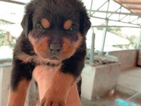 BURSA YAVRU ROTTWEİLER KÖPEKLERİMİZ