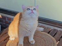 British Shorthair Golden Dişi Ny12 14 Aylık Full Şecereli