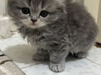 Kedilerim sahiplerini bekliyor