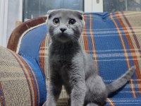 Dişi scottish fold kedimizi sahiplendirme