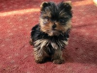Yorkshire terrier yavrularımız