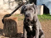 Cane corso blue yavrumuz erkek